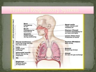 Human Respiratory System
 
