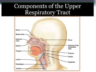 Components of the Upper
Respiratory Tract
 