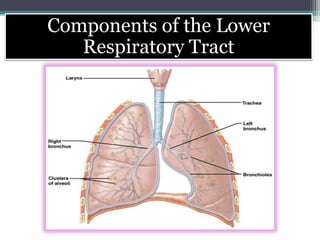 Components of the Lower
Respiratory Tract
 