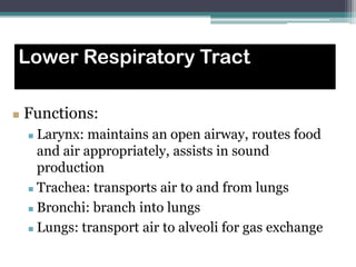 Lower Respiratory Tract
 Functions:
 Larynx: maintains an open airway, routes food
and air appropriately, assists in sound
production
 Trachea: transports air to and from lungs
 Bronchi: branch into lungs
 Lungs: transport air to alveoli for gas exchange
 