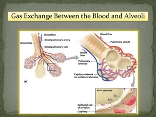 Gas Exchange Between the Blood and Alveoli
 