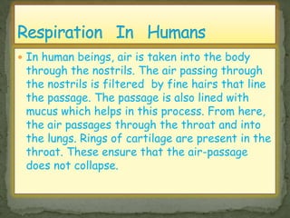  In human beings, air is taken into the body
through the nostrils. The air passing through
the nostrils is filtered by fine hairs that line
the passage. The passage is also lined with
mucus which helps in this process. From here,
the air passages through the throat and into
the lungs. Rings of cartilage are present in the
throat. These ensure that the air-passage
does not collapse.
 