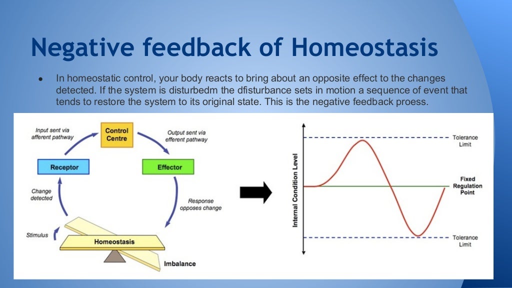 Biology PPT Homeostasis