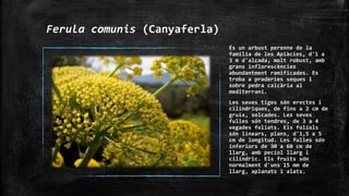 Ferula comunis (Canyaferla)
És un arbust perenne de la
família de les Apiàcies, d'1 a
3 m d'alçada, molt robust, amb
grans inflorescències
abundantment ramificades. Es
troba a praderies seques i
sobre pedra calcària al
mediterrani.
Les seves tiges són erectes i
cilíndriques, de fins a 2 cm de
gruix, solcades. Les seves
fulles són tendres, de 3 a 4
vegades foliats. Els folíols
són linears, plans, d'1,5 a 5
cm de longitud. Les fulles són
inferiors de 30 a 60 cm de
llarg, amb pecíol llarg i
cilíndric. Els fruits són
normalment d'uns 15 mm de
llarg, aplanats i alats.
 
