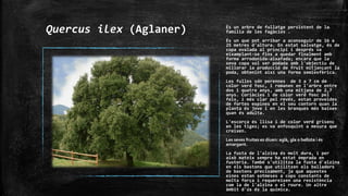 Quercus ilex (Aglaner) És un arbre de fullatge persistent de la
família de les fagàcies .
És un que pot arribar a aconseguir de 16 a
25 metres d'altura. En estat salvatge, és de
copa ovalada al principi i després va
eixamplant-se fins a quedar finalment amb
forma arrodonida-aixafada; encara que la
seva copa sol ser podada amb l'objectiu de
millorar la producció de fruit mitjançant la
poda, obtenint així una forma semiesfèrica.
Les fulles són perennes de 3 a 7 cm de
color verd fosc, i romanen en l'arbre entre
dos i quatre anys, amb una mitjana de 2,7
anys. Coriàcies i de color verd fosc pel
feix, i més clar pel revés, estan proveïdes
de fortes espines en el seu contorn quan la
planta és jove i en les branques més baixes
quan és adulta.
L'escorça és llisa i de color verd grisenc
en les tiges; es va enfosquint a mesura que
creixen.
Les seves fruites es diuen: aglà, gla o bellota i és
amargant.
La fusta de l'alzina és molt dura, i per
això mateix sempre ha estat emprada en
fusteria. També s'utilitza la fusta d'alzina
en els bastons que utilitzen els balladors
de bastons precisament, ja que aquestes
eines estan sotmeses a cops constants de
molta força i requereixen una resistència
com la de l'alzina o el roure. Un altre
àmbit d'ús és la química.
 