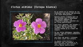 Cistus albidus (Estepa blanca)
És un arbust de la família de les
cistàcies. Les fulles són perennes
i de color verd grisenc.
Aquesta planta s'adapta molt bé
als terrenys secs i solellosos
dels països temprats de
l'hemisferi boreal, sobretot els
de l'àrea mediterrània
Les flors, grosses, són rosades i
tenen els pètals lleugerament
arrugats. Els fruits són una
càpsula ovoide on es troben les
llavors.
Té les fulles oblongues, oposades,
sèssils, amb els nervis prominents
per l'envés.
Les flors són grans i vistoses,
d'un bell color rosa púrpura.
La planta creix brolles i
matollars que corresponen a la
fase regressiva dels alzinars i
altres boscos mediterranis.
 