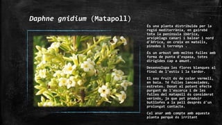 Daphne gnidium (Matapoll)
És una planta distribuïda per la
regió mediterrània, en gairebé
tota la península ibèrica,
arxipèlags canari i balear i nord
d'Àfrica, on creix en matolls,
pinedes i terrenys .
És un arbust amb moltes fulles amb
forma de punta d'espasa, totes
dirigides cap a amunt.
Desenvolupa les flores blanques al
final de l'estiu i la tardor.
El seu fruit és de color vermell,
en baia. Té fulles lanceolades,
estretes. Donat el potent efecte
purgant de l'escorça i de les
fulles del matapoll és considerat
verinós, ja que pot produir
butllofes a la pell després d'un
prolongat contacte.
Cal anar amb compte amb aquesta
planta perquè és irritant
 