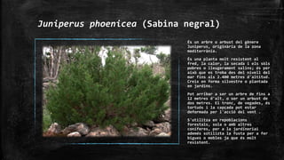 Juniperus phoenicea (Sabina negral)
És un arbre o arbust del gènere
Juniperus, originària de la zona
mediterrània.
És una planta molt resistent al
fred, la calor, la secada i els sòls
pobres o lleugerament salins; és per
això que es troba des del nivell del
mar fins als 2.400 metres d'altitud.
Creix en forma silvestre o plantada
en jardins.
Pot arribar a ser un arbre de fins a
12 metres d'alt, o ser un arbust de
dos metres. El tronc, de vegades, és
tortuós i la capçada pot estar
deformada per l'acció del vent .
S'utilitza en repoblacions
forestals, sola o amb altres
coníferes, per a la jardineriai
ademés sútilizta la fusta per a fer
bigues o mobles ja que és molt
resistent.
 