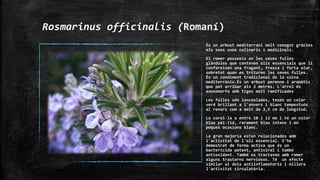 Rosmarinus officinalis (Romaní)
És un arbust mediterrani molt conegut gràcies
als seus usos culinaris i medicinals.
El romer posseeix en les seves fulles
glàndules que contenen olis essencials que li
confereixen una fragant, fresca i forta olor,
sobretot quan es trituren les seves fulles.
És un condiment tradicional de la cuina
mediterrània.És un arbust perenne i aromàtic
que pot arribar als 2 metres. L'arrel és
axonomorfa amb tiges molt ramificades
Les fulles són lanceolades, tenen un color
verd brillant a l'anvers i blanc tempestuós
al revers com a molt de 3,5 cm de longitud.
La corol·la a entre 10 i 12 mm i té un color
blau pàl·lid, rarament blau intens i en
poques ocasions blanc.
La gran majoria estan relacionades amb
l'activitat de l'oli essencial. S'ha
demostrat de forma activa que és un
bactericida potent, antiviral i també
antioxidant. També es tractaven amb romer
alguns trastorns nerviosos. Té un efecte
similar al dels antiinflamatoris i millora
l'activitat circulatòria.
 