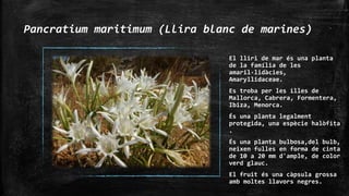 Pancratium maritimum (Llira blanc de marines)
El lliri de mar és una planta
de la família de les
amaril∙lidàcies,
Amaryllidaceae.
Es troba per les illes de
Mallorca, Cabrera, Formentera,
Ibiza, Menorca.
És una planta legalment
protegida, una espècie halòfita
.
És una planta bulbosa,del bulb,
neixen fulles en forma de cinta
de 10 a 20 mm d'ample, de color
verd glauc.
El fruit és una càpsula grossa
amb moltes llavors negres.
 