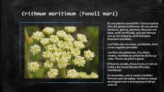 Crithmum maritimum (Fonoll marí)
És una planta comestible i l'única espècie
dins del gènere Crithmum. És una planta
herbàcia, glauca, perenne, llenyosa a la
base, molt ramificada, que pot atènyer
uns 40 cm d'alçària, amb branques
finament estriades.
Les fulles són carnoses, suculentes, dues
o tres vegades pinnades
Les flors són petitones, d'un blanc
verdós, reunides en umbel∙les de 8 a 40
radis. Floreix de juliol a gener.
El fruit és ovoide, d'uns 6 mm a 7 mm.Es
troba a les zones litorals d'Europa
meridional.
En amanides, com a verdura bullida i
formant part de salses.També es menja
envinagrat com a acompanyant del pa
amb oli.
 