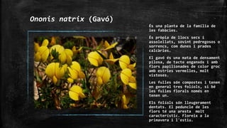 Ononis natrix (Gavó)
És una planta de la família de
les fabàcies.
És pròpia de llocs secs i
assolellats, sovint pedregosos o
sorrencs, com dunes i prades
calcàries.
El gavó és una mata de densament
pilosa, de tacte enganxós i amb
flors papilionades de color groc
amb estries vermelles, molt
vistoses.
Les fulles són compostes i tenen
en general tres folíols, si bé
les fulles florals només en
tenen un.
Els folíols són lleugerament
dentats. El peduncle de les
flors té una aresta molt
característic. Floreix a la
primavera i l'estiu.
 