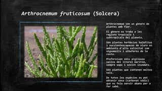 Arthrocnemum fruticosum (Solcera)
Arthrocnemum són un gènere de
plantes amb flor.
El gènere es troba a les
regions tropicals i
subtropicals del planeta.
Són plantes herbàcies halòfites
i suculentescapaces de viure en
ambients d'alta salinitat com
aiguamolls i albuferes de la
costa.
Prefereixen sòls argilosos
salins del litoral marítim,
sempre xops i sovint inundats.
Són plantes que contenen moltes
sals.
De totes les espècies es pot
obtenir sosa (carbonat sòdic)
que es feia servir abans per a
fer sabó.
 
