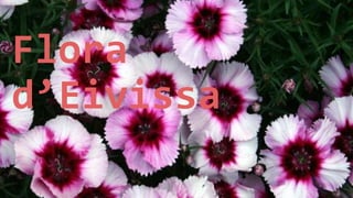 Flora
d’Eivissa
 