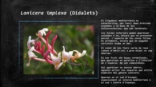 Lonicera implexa (Didalets)
El lligabosc mediterrània es
caracteritza, per tenir dues bràctees
soldades a la base de les
inflorescències; que són terminals.
Les fulles inferiors poden aparèixer
soldades o no, encara que no presenten
pecíol. L'aspecte de les seves fulles
és arrodonit, encara que en algunes
varietats acaba en bec.
El color de les flors varia de rosa
(abans d'obrir-se) a groc-blanc un cop
obertes.
El seu fruit són bayas vermelloses,
que apareixen en parelles a l'interior
de l'espècie. No són comestibles.
Sol aparèixer en boscos oberts,
aguanta millor les sequeres que altres
espècies del gènere Lonicera.
Apareix en el sud d'Europa;
especialment al litoral mediterrani i
al sud i Centre d'Espanya.
 