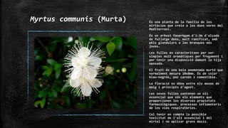 Myrtus communis (Murta) És una planta de la família de les
mirtàcies que creix a les dues vores del
Mediterrani.
És un arbust fanerògam d'1-3m d'alçada
de fullatge dens, molt ramificat, amb
pèls glandulars a les branques més
joves.
Les fulles es caracteritzen per ser
simples molt aromàtiques per fregament i
per tenir una disposició damunt la tija
oposada.
El fruit és una baia anomenada murtó que
normalment mesura 10x8mm. És de color
blau-negrós, poc carnós i comestible.
La floració es dóna entre els mesos de
maig i principis d'agost.
Les seves fulles contenen un oli
essencial que són els elements que
proporcionen les diverses propietats
farmacològiques. processos inflamatoris
de les vies respiratòries.
Cal tenir en compte la possible
toxicitat de l'oli essencial i del
mirtol i no aplicar grans dosis.
 