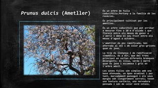 Prunus dulcis (Ametller)
És un arbre de fulla
caducifòlia.Pertany a la família de les
rosàcies.
És principalment cultivat per les
ametlles.
És un arbre caducifoli que pot arribar
a mesurar fins a 10 m d'alçada i que
floreix entre els mesos de gener a
l'abril i dóna el seu fruit entre els
mesos d'agost a octubre.
L'ametller és poc ramificada, ben
aferrada al sòl i de color groc-grisenc
quan és jove.
La tija és llenyosa i de ramificació
simpòdica, és a dir, que del tronc
principal en surten diferents branques
divergents; és llisa, verda i marró
quan és jove i escamosa i gris en
l'arbre adult.
Les seves fulles són simples amb una
base atenuada, un àpex acuminat i per
tant, marcadament punxegut i els seus
marges són lleugerament serrats; tenen
una textura coriàcia, una nervadura
pennada i són de color verd intens.
 