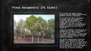 Pinus halepensis (Pi blanc)
És un arbre del gènere Pinus
originari de la regió mediterrània,
bastant xeròfil i heliòfil.
És un arbre de fins a 20 metres
d'alçada, amb les branques i
l'escorça són grisenques. Les
fulles tenen de 0,7 a 1 mm
d'amplada i de 3,5 a 7 cm de
longitud i són d'un verd groguenc.
Floreix a l'abril o al maig i fa
moltes pinyes, de 5 a 12 cm de
longitud.
També els incendis n'afavoreixen la
propagació, ja que d'una banda el
foc fa esclatar les pinyes i
n'escampa les llavors i d'una altra
les altes temperatures afavoreixen
l'obertura de les pinyes: és una
espècie piròfita.
Les grans repoblacions forestals
ajuden a la conservació del sòl
enfront de l'erosió. La fusta es fa
servir només per a la producció de
cel·lulosa o per a fer caixes de
fusta, perquè la soca no acostuma a
ser gaire recta i no es pot fer
servir per a altres utilitats.
 