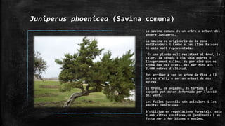 Juniperus phoenicea (Savina comuna)
La savina comuna és un arbre o arbust del
gènere Juniperus.
La savina és originària de la zona
mediterrània i també a les illes Balears
hi està molt representada.
És una planta molt resistent al fred, la
calor, la secada i els sòls pobres o
lleugerament salins; és per això que es
troba des del nivell del mar fins als
2.400 metres d'altitud.
Pot arribar a ser un arbre de fins a 12
metres d'alt, o ser un arbust de dos
metres.
El tronc, de vegades, és tortuós i la
capçada pot estar deformada per l'acció
del vent.
Les fulles juvenils són aciculars i les
adultes imbricades.
S'utilitza en repoblacions forestals, sola
o amb altres coníferes,en jardineria i en
fusta per a fer bigues o mobles.
 