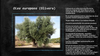 Olea europaea (Olivera) L'olivera és un arbre de la família de les
oleàcies originari de l'Àsia Menor que es
conrea des de l'antiguitat a tota la conca
mediterrània.
És un arbre perenne amb la capacitat de viure
i produir durant centenars d'anys.
Té per mitjà: entre 2 i 10 metres d'alçada.
L’arrel és axonomorfa i té caràcter pivotant.
El tronc és tortuós, gruixut i ramificat.
L'escorça, en els exemplars joves, és llisa i de
tonalitats gris clar, i amb els anys es fissura i
s'enfosqueix. La fusta és dura.
La capçada és arrodonida, atapeïda i
irregular. Les fulles són simples, coriàcies i
lanceolades, i tenen les vores enteres i l'àpex
agut.
Les flors són petites i actinomorfes amb
simetria radiada.
El fruit de l'olivera és l'oliva.L'oliva és un fruit
en drupa relativament petit i amb forma
el∙lipsoïdal o globosa més o menys
simètrica.La droga, que és la part que
s'aprofita de la planta per a l'ús farmacològic i
medicinal, són tant les fulles com el fruit.
 
