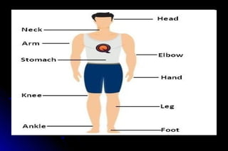 Human Invertabrate Invertebrates | PPT