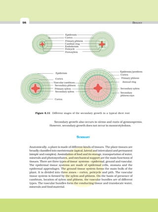 98 BIOLOGY
Secondary growth also occurs in stems and roots of gymnosperms.
However, secondary growth does not occur in monocotyledons.
Epidermis
Cortex
Primary phloem
Cambial ring
Endodermis
Pericycle
Protoxylem
Epidermis
Vascular cambium
Secondary phloem
Primary xylem
Secondary xylem
Cortex
Epidermis/periderm
Cortex
Primary phloem
Annual ring
Secondary xylem
Secondary
phloem rays
Figure 6.11 Different stages of the secondary growth in a typical dicot root
Cortex
SUMMARY
Anatomically, a plant is made of different kinds of tissues. The plant tissues are
broadly classified into meristematic (apical, lateral and intercalary) and permanent
(simple and complex). Assimilation of food and its storage, transportation of water,
minerals and photosynthates, and mechanical support are the main functions of
tissues. There are three types of tissue systems – epidermal, ground and vascular.
The epidermal tissue systems are made of epidermal cells, stomata and the
epidermal appendages. The ground tissue system forms the main bulk of the
plant. It is divided into three zones – cortex, pericycle and pith. The vascular
tissue system is formed by the xylem and phloem. On the basis of presence of
cambium, location of xylem and phloem, the vascular bundles are of different
types. The vascular bundles form the conducting tissue and translocate water,
minerals and food material.
 