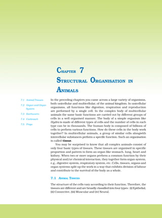 100 BIOLOGY
In the preceding chapters you came across a large variety of organisms,
both unicellular and multicellular, of the animal kingdom. In unicellular
organisms, all functions like digestion, respiration and reproduction
are performed by a single cell. In the complex body of multicellular
animals the same basic functions are carried out by different groups of
cells in a well organised manner. The body of a simple organism like
Hydra is made of different types of cells and the number of cells in each
type can be in thousands. The human body is composed of billions of
cells to perform various functions. How do these cells in the body work
together? In multicellular animals, a group of similar cells alongwith
intercellular substances perform a specific function. Such an organisation
is called tissue.
You may be surprised to know that all complex animals consist of
only four basic types of tissues. These tissues are organised in specific
proportion and pattern to form an organ like stomach, lung, heart and
kidney. When two or more organs perform a common function by their
physical and/or chemical interaction, they together form organ system,
e.g., digestive system, respiratory system, etc. Cells, tissues, organs and
organ systems split up the work in a way that exhibits division of labour
and contribute to the survival of the body as a whole.
7.1 ANIMAL TISSUES
The structure of the cells vary according to their function. Therefore, the
tissues are different and are broadly classified into four types : (i) Epithelial,
(ii) Connective, (iii) Muscular and (iv) Neural.
STRUCTURAL ORGANISATION IN
ANIMALS
CHAPTER 7
7.1 Animal Tissues
7.2 Organ and Organ
System
7.3 Earthworm
7.4 Cockroach
7.5 Frogs
 