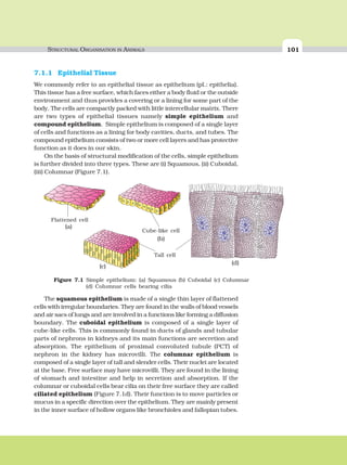 STRUCTURAL ORGANISATION IN ANIMALS 101
7.1.1 Epithelial Tissue
We commonly refer to an epithelial tissue as epithelium (pl.: epithelia).
This tissue has a free surface, which faces either a body fluid or the outside
environment and thus provides a covering or a lining for some part of the
body. The cells are compactly packed with little intercellular matrix. There
are two types of epithelial tissues namely simple epithelium and
compound epithelium. Simple epithelium is composed of a single layer
of cells and functions as a lining for body cavities, ducts, and tubes. The
compound epithelium consists of two or more cell layers and has protective
function as it does in our skin.
On the basis of structural modification of the cells, simple epithelium
is further divided into three types. These are (i) Squamous, (ii) Cuboidal,
(iii) Columnar (Figure 7.1).
The squamous epithelium is made of a single thin layer of flattened
cells with irregular boundaries. They are found in the walls of blood vessels
and air sacs of lungs and are involved in a functions like forming a diffusion
boundary. The cuboidal epithelium is composed of a single layer of
cube-like cells. This is commonly found in ducts of glands and tubular
parts of nephrons in kidneys and its main functions are secretion and
absorption. The epithelium of proximal convoluted tubule (PCT) of
nephron in the kidney has microvilli. The columnar epithelium is
composed of a single layer of tall and slender cells. Their nuclei are located
at the base. Free surface may have microvilli. They are found in the lining
of stomach and intestine and help in secretion and absorption. If the
columnar or cuboidal cells bear cilia on their free surface they are called
ciliated epithelium (Figure 7.1d). Their function is to move particles or
mucus in a specific direction over the epithelium. They are mainly present
in the inner surface of hollow organs like bronchioles and fallopian tubes.
Figure 7.1 Simple epithelium: (a) Squamous (b) Cuboidal (c) Columnar
(d) Columnar cells bearing cilia
(a)
Flattened cell
Cube-like cell
Tall cell
(b)
(d)
(c)
 