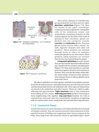 102 BIOLOGY
Some of the columnar or cuboidal cells
get specialised for secretion and are called
glandular epithelium (Figure 7.2). They
are mainly of two types: unicellular,
consisting of isolated glandular cells (goblet
cells of the alimentary canal), and
multicellular, consisting of cluster of cells
(salivary gland). On the basis of the mode of
pouring of their secretions, glands are
divided into two categories namely
exocrine and endocrine glands. Exocrine
glands secrete mucus, saliva, earwax, oil,
milk, digestive enzymes and other cell
products. These products are released
through ducts or tubes. In contrast,
endocrine glands do not have ducts. Their
products called hormones are secreted
directly into the fluid bathing the gland.
Compound epithelium is made of more
than one layer (multi-layered) of cells and thus
has a limited role in secretion and absorption
(Figure 7.3). Their main function is to provide
protection against chemical and mechanical
stresses.Theycoverthedrysurfaceoftheskin,
the moist surface of buccal cavity, pharynx,
inner lining of ducts of salivary glands and of
pancreatic ducts.
All cells in epithelium are held together with little intercellular material.
In nearly all animal tissues, specialised junctions provide both structural
and functional links between its individual cells. Three types of cell junctions
are found in the epithelium and other tissues. These are called as tight,
adhering and gap junctions. Tight junctions help to stop substances
from leaking across a tissue. Adhering junctions perform cementing to
keep neighbouring cells together. Gap junctions facilitate the cells to
communicate with each other by connecting the cytoplasm of adjoining
cells, for rapid transfer of ions, small molecules and sometimes big molecules.
7.1.2 Connective Tissue
Connective tissues are most abundant and widely distributed in the body
of complex animals. They are named connective tissues because of their
special function of linking and supporting other tissues/organs of the
body. They range from soft connective tissues to specialised types, which
Figure 7.2 Glandular epithelium : (a) Unicellular
(b) Multicellular
unicellular
gland
Multicelluar
gland
(a) (b)
Figure 7.3 Compound epithelium
Multi-
layered
cells
 