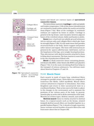 104 BIOLOGY
bones and blood are various types of specialised
connective tissues.
The intercellular material of cartilage is solid and pliable
and resists compression. Cells of this tissue (chondrocytes)
are enclosed in small cavities within the matrix secreted by
them (Figure 7.6a). Most of the cartilages in vertebrate
embryos are replaced by bones in adults. Cartilage is
present in the tip of nose, outer ear joints, between adjacent
bones of the vertebral column, limbs and hands in adults.
Bones have a hard and non-pliable ground substance
rich in calcium salts and collagen fibres which give bone
its strength (Figure 7.6b). It is the main tissue that provides
structural frame to the body. Bones support and protect
softer tissues and organs. The bone cells (osteocytes) are
present in the spaces called lacunae. Limb bones, such as
the long bones of the legs, serve weight-bearing functions.
They also interact with skeletal muscles attached to them
to bring about movements. The bone marrow in some bones
is the site of production of blood cells.
Blood is a fluid connective tissue containing plasma,
red blood cells (RBC), white blood cells (WBC) and platelets
(Figure 7.6c). It is the main circulating fluid that helps in
the transport of various substances. You will learn more
about blood in Chapters 17 and 18.
7.1.3 Muscle Tissue
Each muscle is made of many long, cylindrical fibres
arranged in parallel arrays. These fibres are composed of
numerous fine fibrils, called myofibrils. Muscle fibres
contract (shorten) in response to stimulation, then relax
(lengthen) and return to their uncontracted state in a
coordinated fashion. Their action moves the body to adjust
to the changes in the environment and to maintain the
positions of the various parts of the body. In general,
muscles play an active role in all the movements of the body.
Muscles are of three types, skeletal, smooth, and cardiac.
Skeletal muscle tissue is closely attached to skeletal
bones. In a typical muscle such as the biceps, striated
(striped) skeletal muscle fibres are bundled together in a
parallel fashion (Figure 7.7a). A sheath of tough connective
tissue encloses several bundles of muscle fibres (You will
learn more about this in Chapter 20).
Platelets
WBC
RBC
Compact bone
tissue
Bone cell
(osteocyte)
Collagen fibres
Cartilage cell
(chondrocyte)
(a)
(b)
(c)
Figure 7.6 Specialised connective
tissues : (a) Cartilage
(b) Bone (c) Blood
 