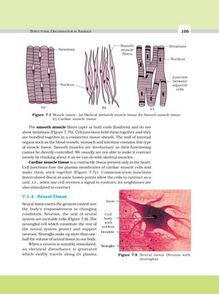 STRUCTURAL ORGANISATION IN ANIMALS 105
The smooth muscle fibres taper at both ends (fusiform) and do not
show striations (Figure 7.7b). Cell junctions hold them together and they
are bundled together in a connective tissue sheath. The wall of internal
organs such as the blood vessels, stomach and intestine contains this type
of muscle tissue. Smooth muscles are ‘involuntary’ as their functioning
cannot be directly controlled. We usually are not able to make it contract
merely by thinking about it as we can do with skeletal muscles.
Cardiac muscle tissue is a contractile tissue present only in the heart.
Cell junctions fuse the plasma membranes of cardiac muscle cells and
make them stick together (Figure 7.7c). Communication junctions
(intercalated discs) at some fusion points allow the cells to contract as a
unit, i.e., when one cell receives a signal to contract, its neighbours are
also stimulated to contract.
7.1.4 Neural Tissue
Neural tissue exerts the greatest control over
the body’s responsiveness to changing
conditions. Neurons, the unit of neural
system are excitable cells (Figure 7.8). The
neuroglial cell which constitute the rest of
the neural system protect and support
neurons. Neuroglia make up more than one-
half the volume of neural tissue in our body.
When a neuron is suitably stimulated,
an electrical disturbance is generated
which swiftly travels along its plasma
Nucleus
Striations
Junction
between
adjacent
cells
Nucleus
StriationsSmooth
muscle
fibers
Figure 7.7 Muscle tissue : (a) Skeletal (striated) muscle tissue (b) Smooth muscle tissue
(c) Cardiac muscle tissue
(a) (b) (c)
Figure 7.8 Neural tissue (Neuron with
neuroglea)
Dendrite
Cell
body
with
nucleus
Axon
Neuroglea
 