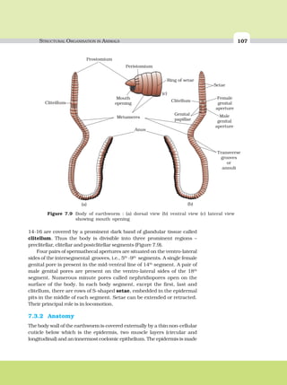STRUCTURAL ORGANISATION IN ANIMALS 107
14-16 are covered by a prominent dark band of glandular tissue called
clitellum. Thus the body is divisible into three prominent regions –
preclitellar, clitellar and postclitellar segments (Figure 7.9).
Four pairs of spermathecal apertures are situated on the ventro-lateral
sides of the intersegmental grooves, i.e., 5th
-9th
segments. A single female
genital pore is present in the mid-ventral line of 14th
segment. A pair of
male genital pores are present on the ventro-lateral sides of the 18th
segment. Numerous minute pores called nephridiopores open on the
surface of the body. In each body segment, except the first, last and
clitellum, there are rows of S-shaped setae, embedded in the epidermal
pits in the middle of each segment. Setae can be extended or retracted.
Their principal role is in locomotion.
7.3.2 Anatomy
The body wall of the earthworm is covered externally by a thin non-cellular
cuticle below which is the epidermis, two muscle layers (circular and
longitudinal) and an innermost coelomic epithelium. The epidermis is made
Cliteillum
Prostomium
(a)
Ring of setae
Mouth
opening
Peristomium
(c)
Anus
Clitellum
Genital
papillae
(b)
Metameres
Transverse
Setae
Female
genital
aperture
Male
genital
aperture
grooves
or
annuli
Figure 7.9 Body of earthworm : (a) dorsal view (b) ventral view (c) lateral view
showing mouth opening
 