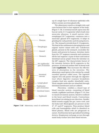 108 BIOLOGY
up of a single layer of columnar epithelial cells
which contain secretory gland cells.
The alimentary canal is a straight tube and
runs between first to last segment of the body.
(Figure 7.10). A terminal mouth opens into the
buccal cavity (1-3 segments) which leads into
muscular pharynx. A small narrow tube,
oesophagus (5-7 segments), continues into a
muscular gizzard (8-9 segments). It helps in
grinding the soil particles and decaying leaves,
etc. The stomach extends from 9-14 segments.
The food of the earthworm is decaying leaves and
organic matter mixed with soil. Calciferous
glands, present in the stomach, neutralise the
humic acid present in humus. Intestine starts
from the 15th
segment onwards and continues
till the last segment. A pair of short and conical
intestinal caecae project from the intestine on
the 26th
segment. The characteristic feature of
the intestine between 26-35 segments is the
presence of internal median fold of dorsal wall
called typhlosole. This increases the effective
area of absorption in the intestine. The
alimentary canal opens to the exterior by a small
rounded aperture called anus. The ingested
organic rich soil passes through the digestive
tract where digestive enzymes breakdown
complex food into smaller absorbable units.
These simpler molecules are absorbed through
intestinal membranes and are utilised.
Pheretima exhibits a closed type of
blood vascular system, consisting of blood
vessels, capillaries and heart. (Figure 7.11). Due
to closed circulatory system, blood is confined
to the heart and blood vessels. Contractions
keep blood circulating in one direction. Smaller
blood vessels supply the gut, nerve cord, and
the body wall. Blood glands are present on the
4th
, 5th
and 6th
segments. They produce blood
cells and haemoglobin which is dissolved in
blood plasma. Blood cells are phagocytic in
nature. Earthworms lack specialised breathing
devices. Respiratory exchange occurs through
moist body surface into their blood stream.
Mouth
Pharynx
Oesophagus
Gizzard
Stomach
Pre-typhlosolar
part of intestine
Intestinal
caecum
Lymph gland
Typhlosolar
part of intestine
Intestinal lumen
Typhlosole
1
2
3
4
5
6
7
8
9
10
11
12
13
14
15
16
17
18
19
20
21
22
23
24
25
26
27
28
29
30
31
32
33
34
Figure 7.10 Alimentary canal of earthworm
 