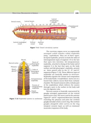 STRUCTURAL ORGANISATION IN ANIMALS 109
The excretory organs occur as segmentally
arranged coiled tubules called nephridia
(sing.: nephridium). They are of three types:
(i) septal nephridia, present on both the sides of
intersegmental septa of segment 15 to the last
that open into intestine, (ii) integumentary
nephridia, attached to lining of the body wall of
segment 3 to the last that open on the body
surface and (iii) pharyngeal nephridia, present
as three paired tufts in the 4th
, 5th
and 6th
segments (Figure 7.12). These different types of
nephridia are basically similar in structure.
Nephridia regulate the volume and composition
of the body fluids. A nephridium starts out as a
funnel that collects excess fluid from coelomic
chamber. The funnel connects with a tubular part
of the nephridium which delivers the wastes
through a pore to the surface in the body wall
into the digestive tube.
Nervous system is basically represented by
ganglia arranged segmentwise on the ventral
paired nerve cord. The nerve cord in the anterior
region (3rd
and 4th
segments) bifurcates, laterally
encircling the pharynx and joins the cerebral
ganglia dorsally to form a nerve ring. The cerebral
ganglia alongwith other nerves in the ring
integrate sensory input as well as command
muscular responses of the body.
Figure 7.11 Closed circulatory system
Mouth
Buccal cavity
Pharynx
Blood
glands
Ducts of
pharyngeal
nephridia
Tufts of
pharyngeal
nephridia
Intergumentary
nephridia
Forests of
integumentary
nephridia
Septal
nephridia
Figure 7.12 Nephridial system in earthworm
 