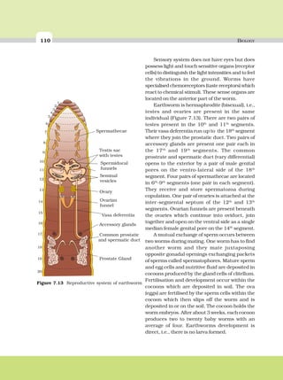 110 BIOLOGY
Sensory system does not have eyes but does
possess light and touch sensitive organs (receptor
cells) to distinguish the light intensities and to feel
the vibrations in the ground. Worms have
specialised chemoreceptors (taste receptors) which
react to chemical stimuli. These sense organs are
located on the anterior part of the worm.
Earthworm is hermaphrodite (bisexual), i.e.,
testes and ovaries are present in the same
individual (Figure 7.13). There are two pairs of
testes present in the 10th
and 11th
segments.
Their vasa deferentia run up to the 18th
segment
where they join the prostatic duct. Two pairs of
accessory glands are present one pair each in
the 17th
and 19th
segments. The common
prostrate and spermatic duct (vary differential)
opens to the exterior by a pair of male genital
pores on the ventro-lateral side of the 18th
segment. Four pairs of spermathecae are located
in 6th
-9th
segments (one pair in each segment).
They receive and store spermatozoa during
copulation. One pair of ovaries is attached at the
inter-segmental septum of the 12th
and 13th
segments. Ovarian funnels are present beneath
the ovaries which continue into oviduct, join
together and open on the ventral side as a single
median female genital pore on the 14th
segment.
A mutual exchange of sperm occurs between
two worms during mating. One worm has to find
another worm and they mate juxtaposing
opposite gonadal openings exchanging packets
of sperms called spermatophores. Mature sperm
and egg cells and nutritive fluid are deposited in
cocoons produced by the gland cells of clitellum.
Fertilisation and development occur within the
cocoons which are deposited in soil. The ova
(eggs) are fertilised by the sperm cells within the
cocoon which then slips off the worm and is
deposited in or on the soil. The cocoon holds the
worm embryos. After about 3 weeks, each cocoon
produces two to twenty baby worms with an
average of four. Earthworms development is
direct, i.e., there is no larva formed.
Spermathecae
Testis sac
with testes
Spermiducal
funnels
Seminal
vesicles
Ovary
Ovarian
funnel
Vasa deferentia
Accessory glands
Common prostatic
and spermatic duct
Prostate Gland
1
2
3
4
5
6
7
8
9
10
11
12
13
14
15
16
17
18
19
20
Figure 7.13 Reproductive system of earthworm
 