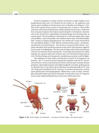112 BIOLOGY
Head is triangular in shape and lies anteriorly at right angles to the
longitudinal body axis. It is formed by the fusion of six segments and
shows great mobility in all directions due to flexible neck (Figure 7.15).
The head capsule bears a pair of compound eyes. A pair of thread like
antennae arise from membranous sockets lying in front of eyes. Antennae
have sensory receptors that help in monitoring the environment. Anterior
end of the head bears appendages forming biting and chewing type of
mouth parts. The mouthparts consisting of a labrum (upper lip), a pair
of mandibles, a pair of maxillae and a labium (lower lip). A median flexible
lobe, acting as tongue (hypopharynx), lies within the cavity enclosed by
the mouthparts (Figure 7.15b). Thorax consists of three parts – prothorax,
mesothorax and metathorax. The head is connected with thorax by a
short extension of the prothorax known as the neck. Each thoracic segment
bears a pair of walking legs. The first pair of wings arises from mesothorax
and the second pair from metathorax. Forewings (mesothoracic) called
tegmina are opaque dark and leathery and cover the hind wings when at
rest. The hind wings are transparent, membranous and are used in flight.
The abdomen in both males and females consists of 10 segments. In
females, the 7th
sternum is boat shaped and together with the 8th
and 9th
sterna forms a brood or genital pouch whose anterior part contains female
gonopore, spermathecal pores and collateral glands. In males, genital pouch
or chamber lies at the hind end of abdomen bounded dorsally by 9th
and
10th
terga and ventrally by the 9th
sternum. It contains dorsal anus, ventral
male genital pore and gonapophysis. Males bear a pair of short, thread-
like anal styles which are absent in females. In both sexes, the 10th
segment
bears a pair of jointed filamentous structures called anal cerci.
Ocellus
Compound eye
Mandible
Maxilla
Labrum
Labium(a)
Figure 7.15 Head region of cockroach : (a) parts of head region (b) mouth parts
Grinding
region
Incising
regionMandible
Maxilla
Labrum
Hypopharynx
Labium
Mandible
Maxilla
(b)
 