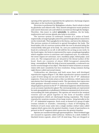 114 BIOLOGY
opening of the spiracles is regulated by the sphincters. Exchange of gases
take place at the tracheoles by diffusion.
Excretion is performed by Malpighian tubules. Each tubule is lined
by glandular and ciliated cells. They absorb nitrogenous waste products
and convert them into uric acid which is excreted out through the hindgut.
Therefore, this insect is called uricotelic. In addition, the fat body,
nephrocytes and urecose glands also help in excretion.
The nervous system of cockroach consists of a series of fused,
segmentally arranged ganglia joined by paired longitudinal connectives
on the ventral side. Three ganglia lie in the thorax, and six in the abdomen.
The nervous system of cockroach is spread throughout the body. The
head holds a bit of a nervous system while the rest is situated along the
ventral (belly-side) part of its body. So, now you understand that if the
head of a cockroach is cut off, it will still live for as long as one week. In
the head region, the brain is represented by supra-oesophageal ganglion
which supplies nerves to antennae and compound eyes. In cockroach,
the sense organs are antennae, eyes, maxillary palps, labial palps, anal
cerci, etc. The compound eyes are situated at the dorsal surface of the
head. Each eye consists of about 2000 hexagonal ommatidia
(sing.: ommatidium). With the help of several ommatidia, a cockroach can
receive several images of an object. This kind of vision is known as mosaic
vision with more sensitivity but less resolution, being common during
night (hence called nocturnal vision).
Cockroaches are dioecious and both sexes have well developed
reproductive organs (Figure 7.18). Male reproductive system consists of
a pair of testes lying one on each lateral side in the 4th
-6th
abdominal
segments. From each testis arises a thin vas deferens, which opens into
ejaculatory duct through seminal vesicle. The ejaculatory duct opens into
male gonopore situated ventral to anus. A characteristic mushroom-
shaped gland is present in the 6th
-7th
abdominal segments which functions
as an accessory reproductive gland. The external genitalia are represented
by male gonapophysis or phallomere (chitinous asymmetrical structures,
surrounding the male gonopore). The sperms are stored in the seminal
vesicles and are glued together in the form of bundles called
spermatophores which are discharged during copulation. The female
reproductive sysytem consists of two large ovaries, lying laterally in the
2nd
– 6th
abdominal segments. Each ovary is formed of a group of eight
ovarian tubules or ovarioles, containing a chain of developing ova.
Oviducts of each ovary unite into a single median oviduct (also called
vagina) which opens into the genital chamber. A pair of spermatheca is
present in the 6th
segment which opens into the genital chamber.
Sperms are transferred through spermatophores. Their fertilised eggs
are encased in capsules called oothecae. Ootheca is a dark reddish to
blackish brown capsule, about 3/8" (8 mm) long. They are dropped or
 