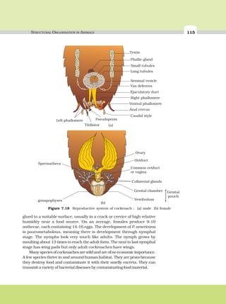 STRUCTURAL ORGANISATION IN ANIMALS 115
glued to a suitable surface, usually in a crack or crevice of high relative
humidity near a food source. On an average, females produce 9-10
oothecae, each containing 14-16 eggs. The development of P. americana
is paurometabolous, meaning there is development through nymphal
stage. The nymphs look very much like adults. The nymph grows by
moulting about 13 times to reach the adult form. The next to last nymphal
stage has wing pads but only adult cockroaches have wings.
Many species of cockroaches are wild and are of no economic importance.
A few species thrive in and around human habitat. They are pests because
they destroy food and contaminate it with their smelly excreta. They can
transmit a variety of bacterial diseases by contaminating food material.
Testis
Phallic gland
Small tubules
Long tubules
Seminal vesicle
Vas deferens
Ejaculatory duct
Right phallomere
Ventral phallomere
Anal cercus
Caudal style
Pseudopenis
Titillator
Left phallomere
Ovary
Oviduct
Common oviduct
or vagina
Collaterial glands
Genital chamber
Vestibulum
Genital
pouch
Spermatheca
gonapophyses
]
Figure 7.18 Reproductive system of cockroach : (a) male (b) female
(a)
(b)
 