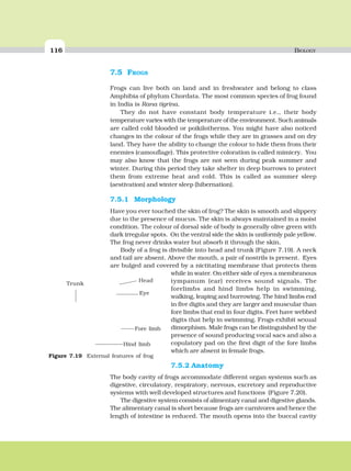 116 BIOLOGY
7.5 FROGS
Frogs can live both on land and in freshwater and belong to class
Amphibia of phylum Chordata. The most common species of frog found
in India is Rana tigrina.
They do not have constant body temperature i.e., their body
temperature varies with the temperature of the environment. Such animals
are called cold blooded or poikilotherms. You might have also noticed
changes in the colour of the frogs while they are in grasses and on dry
land. They have the ability to change the colour to hide them from their
enemies (camouflage). This protective coloration is called mimicry. You
may also know that the frogs are not seen during peak summer and
winter. During this period they take shelter in deep burrows to protect
them from extreme heat and cold. This is called as summer sleep
(aestivation) and winter sleep (hibernation).
7.5.1 Morphology
Have you ever touched the skin of frog? The skin is smooth and slippery
due to the presence of mucus. The skin is always maintained in a moist
condition. The colour of dorsal side of body is generally olive green with
dark irregular spots. On the ventral side the skin is uniformly pale yellow.
The frog never drinks water but absorb it through the skin.
Body of a frog is divisible into head and trunk (Figure 7.19). A neck
and tail are absent. Above the mouth, a pair of nostrils is present. Eyes
are bulged and covered by a nictitating membrane that protects them
while in water. On either side of eyes a membranous
tympanum (ear) receives sound signals. The
forelimbs and hind limbs help in swimming,
walking, leaping and burrowing. The hind limbs end
in five digits and they are larger and muscular than
fore limbs that end in four digits. Feet have webbed
digits that help in swimming. Frogs exhibit sexual
dimorphism. Male frogs can be distinguished by the
presence of sound producing vocal sacs and also a
copulatory pad on the first digit of the fore limbs
which are absent in female frogs.
7.5.2 Anatomy
The body cavity of frogs accommodate different organ systems such as
digestive, circulatory, respiratory, nervous, excretory and reproductive
systems with well developed structures and functions (Figure 7.20).
The digestive system consists of alimentary canal and digestive glands.
The alimentary canal is short because frogs are carnivores and hence the
length of intestine is reduced. The mouth opens into the buccal cavity
Figure 7.19 External features of frog
Eye
Fore limb
Hind limb
Head
Trunk
 