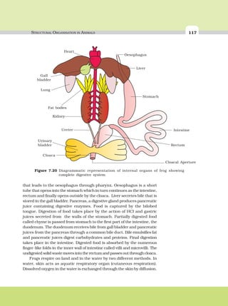 STRUCTURAL ORGANISATION IN ANIMALS 117
that leads to the oesophagus through pharynx. Oesophagus is a short
tube that opens into the stomach which in turn continues as the intestine,
rectum and finally opens outside by the cloaca. Liver secretes bile that is
stored in the gall bladder. Pancreas, a digestive gland produces pancreatic
juice containing digestive enzymes. Food is captured by the bilobed
tongue. Digestion of food takes place by the action of HCl and gastric
juices secreted from the walls of the stomach. Partially digested food
called chyme is passed from stomach to the first part of the intestine, the
duodenum. The duodenum receives bile from gall bladder and pancreatic
juices from the pancreas through a common bile duct. Bile emulsifies fat
and pancreatic juices digest carbohydrates and proteins. Final digestion
takes place in the intestine. Digested food is absorbed by the numerous
finger-like folds in the inner wall of intestine called villi and microvilli. The
undigested solid waste moves into the rectum and passes out through cloaca.
Frogs respire on land and in the water by two different methods. In
water, skin acts as aquatic respiratory organ (cutaneous respiration).
Dissolved oxygen in the water is exchanged through the skin by diffusion.
Figure 7.20 Diagrammatic representation of internal organs of frog showing
complete digestive system
IntestineUreter
Rectum
Cloaca
Urinary
bladder
Oesophagus
Liver
Stomach
Kidney
Gall
bladder
Fat bodies
Lung
Heart
Cloacal Aperture
 