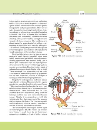 STRUCTURAL ORGANISATION IN ANIMALS 119
into a central nervous system (brain and spinal
cord), a peripheral nervous system (cranial and
spinal nerves) and an autonomic nervous system
(sympathetic and parasympathetic). There are ten
pairs of cranial nerves arising from the brain. Brain
is enclosed in a bony structure called brain box
(cranium). The brain is divided into fore-brain,
mid-brain and hind-brain. Forebrain includes
olfactory lobes, paired cerebral hemispheres and
unpaired diencephalon. The midbrain is
characterised by a pair of optic lobes. Hind-brain
consists of cerebellum and medulla oblongata.
The medulla oblongata passes out through the
foramen magnum and continues into spinal cord,
which is enclosed in the vertebral column.
Froghasdifferenttypesofsenseorgans,namely
organs of touch (sensory papillae), taste (taste
buds), smell (nasal epithelium), vision (eyes) and
hearing (tympanum with internal ears). Out of
these, eyes and internal ears are well-organised
structures and the rest are cellular aggregations
around nerve endings. Eyes in a frog are a pair of
spherical structures situated in the orbit in skull.
These are simple eyes (possessing only one unit).
External ear is absent in frogs and only tympanum
can be seen externally. The ear is an organ of
hearing as well as balancing (equilibrium).
Frogs have well organised male and female
reproductive systems. Male reproductive organs
consist of a pair of yellowish ovoid testes (Figure
7.21), which are found adhered to the upper part
of kidneys by a double fold of peritoneum called
mesorchium. Vasa efferentia are 10-12 in
number that arise from testes. They enter the
kidneys on their side and open into Bidder’s
canal. Finally it communicates with the
urinogenital duct that comes out of the kidneys
and opens into the cloaca. The cloaca is a small,
median chamber that is used to pass faecal
matter, urine and sperms to the exterior.
The female reproductive organs include a pair
of ovaries (Figure 7.22). The ovaries are situated
near kidneys and there is no functional
connection with kidneys. A pair of oviduct arising Figure 7.22 Female reproductive system
Oviduct
Ovary
Ova
Ureter
Cloaca
Cloacal aperture
Urinary
bladder
Figure 7.21 Male reproductive system
Fat
bodies
Kidney
Urino
genital duct
Cloaca
Cloacal
aperture
Testis
Adrenal
gland
Urinary
bladder
Rectum
Vasa
efferentia
 