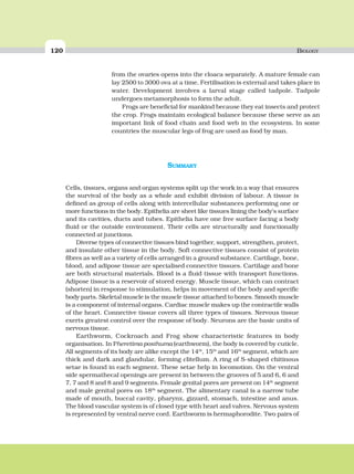 120 BIOLOGY
from the ovaries opens into the cloaca separately. A mature female can
lay 2500 to 3000 ova at a time. Fertilisation is external and takes place in
water. Development involves a larval stage called tadpole. Tadpole
undergoes metamorphosis to form the adult.
Frogs are beneficial for mankind because they eat insects and protect
the crop. Frogs maintain ecological balance because these serve as an
important link of food chain and food web in the ecosystem. In some
countries the muscular legs of frog are used as food by man.
SUMMARY
Cells, tissues, organs and organ systems split up the work in a way that ensures
the survival of the body as a whole and exhibit division of labour. A tissue is
defined as group of cells along with intercellular substances performing one or
more functions in the body. Epithelia are sheet like tissues lining the body’s surface
and its cavities, ducts and tubes. Epithelia have one free surface facing a body
fluid or the outside environment. Their cells are structurally and functionally
connected at junctions.
Diverse types of connective tissues bind together, support, strengthen, protect,
and insulate other tissue in the body. Soft connective tissues consist of protein
fibres as well as a variety of cells arranged in a ground substance. Cartilage, bone,
blood, and adipose tissue are specialised connective tissues. Cartilage and bone
are both structural materials. Blood is a fluid tissue with transport functions.
Adipose tissue is a reservoir of stored energy. Muscle tissue, which can contract
(shorten) in response to stimulation, helps in movement of the body and specific
body parts. Skeletal muscle is the muscle tissue attached to bones. Smooth muscle
is a component of internal organs. Cardiac muscle makes up the contractile walls
of the heart. Connective tissue covers all three types of tissues. Nervous tissue
exerts greatest control over the response of body. Neurons are the basic units of
nervous tissue.
Earthworm, Cockroach and Frog show characteristic features in body
organisation. In Pheretima posthuma (earthworm), the body is covered by cuticle.
All segments of its body are alike except the 14th
, 15th
and 16th
segment, which are
thick and dark and glandular, forming clitellum. A ring of S-shaped chitinous
setae is found in each segment. These setae help in locomotion. On the ventral
side spermathecal openings are present in between the grooves of 5 and 6, 6 and
7, 7 and 8 and 8 and 9 segments. Female genital pores are present on 14th
segment
and male genital pores on 18th
segment. The alimentary canal is a narrow tube
made of mouth, buccal cavity, pharynx, gizzard, stomach, intestine and anus.
The blood vascular system is of closed type with heart and valves. Nervous system
is represented by ventral nerve cord. Earthworm is hermaphorodite. Two pairs of
 
