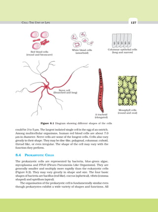 CELL: THE UNIT OF LIFE 127
Red blood cells
(round and biconcave)
White blood cells
(Branched and long)
Columnar epithelial cells
(long and narrow)(amoeboid)
Nerve cell
Mesophyll cells
(round and oval)
A tracheid
(elongated)
Figure 8.1 Diagram showing different shapes of the cells
could be 3 to 5 μm. The largest isolated single cell is the egg of an ostrich.
Among multicellular organisms, human red blood cells are about 7.0
μm in diameter. Nerve cells are some of the longest cells. Cells also vary
greatly in their shape. They may be disc-like, polygonal, columnar, cuboid,
thread like, or even irregular. The shape of the cell may vary with the
function they perform.
8.4 PROKARYOTIC CELLS
The prokaryotic cells are represented by bacteria, blue-green algae,
mycoplasma and PPLO (Pleuro Pneumonia Like Organisms). They are
generally smaller and multiply more rapidly than the eukaryotic cells
(Figure 8.2). They may vary greatly in shape and size. The four basic
shapes of bacteria are bacillus (rod like), coccus (spherical), vibrio (comma
shaped) and spirillum (spiral).
The organisation of the prokaryotic cell is fundamentally similar even
though prokaryotes exhibit a wide variety of shapes and functions. All
 