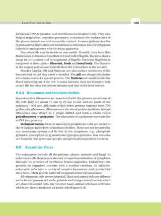 CELL: THE UNIT OF LIFE 129
formation, DNA replication and distribution to daughter cells. They also
help in respiration, secretion processes, to increase the surface area of
the plasma membrane and enzymatic content. In some prokaryotes like
cyanobacteria, there are other membranous extensions into the cytoplasm
called chromatophores which contain pigments.
Bacterial cells may be motile or non-motile. If motile, they have thin
filamentous extensions from their cell wall called flagella. Bacteria show a
range in the number and arrangement of flagella. Bacterial flagellum is
composed of three parts – filament, hook and basal body. The filament
is the longest portion and extends from the cell surface to the outside.
Besides flagella, Pili and Fimbriae are also surface structures of the
bacteria but do not play a role in motility. The pili are elongated tubular
structures made of a special protein. The fimbriae are small bristle like
fibres sprouting out of the cell. In some bacteria, they are known to help
attach the bacteria to rocks in streams and also to the host tissues.
8.4.2 Ribosomes and Inclusion Bodies
In prokaryotes ribosomes are associated with the plasma membrane of
the cell. They are about 15 nm by 20 nm in size and are made of two
subunits - 50S and 30S units which when present together form 70S
prokaryotic ribosomes. Ribosomes are the site of protein synthesis. Several
ribosomes may attach to a single mRNA and form a chain called
polyribosomes or polysome. The ribosomes of a polysome translate the
mRNA into proteins.
Inclusion bodies: Reserve material in prokaryotic cells are stored in
the cytoplasm in the form of inclusion bodies. These are not bounded by
any membrane system and lie free in the cytoplasm, e.g., phosphate
granules, cyanophycean granules and glycogen granules. Gas vacuoles
are found in blue green and purple and green photosynthetic bacteria.
8.5 EUKARYOTIC CELLS
The eukaryotes include all the protists, plants, animals and fungi. In
eukaryotic cells there is an extensive compartmentalisation of cytoplasm
through the presence of membrane bound organelles. Eukaryotic cells
possess an organised nucleus with a nuclear envelope. In addition,
eukaryotic cells have a variety of complex locomotory and cytoskeletal
structures. Their genetic material is organised into chromosomes.
All eukaryotic cells are not identical. Plant and animal cells are different
as the former possess cell walls, plastids and a large central vacuole which
are absent in animal cells. On the other hand, animal cells have centrioles
which are absent in almost all plant cells (Figure 8.3).
 