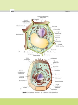 130 BIOLOGY
Rough endoplasmic
reticulum
Lysosome
Smooth
endoplasmic
reticulum
Plasmodesmata
Microtubule
Nucleus
Nucleolus
Golgi
apparatus
Nuclear
envelope
Vacuole
Middle lamella
Plasma
membrane
Cell wall
Mitochondrion
RibosomesChloroplast
Cytoplasm
Peroxisome
Figure 8.3 Diagram showing : (a) Plant cell (b) Animal cell
Golgi
apparatus
Smooth
endoplasmic
reticulum
Nuclear
envelope
Nucleolus
Nucleus
Microvilli
Plasma
membrane
Centriole
Peroxiome
Lysosome
Ribosomes
Mitochondrion
Rough
endoplasmic
reticulum
Cytoplasm
(a)
(b)
 
