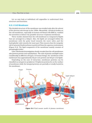 CELL: THE UNIT OF LIFE 131
Figure 8.4 Fluid mosaic model of plasma membrane
Cholesterol
Sugar Protein
Lipid bilayer
Let us now look at individual cell organelles to understand their
structure and functions.
8.5.1 Cell Membrane
The detailed structure of the membrane was studied only after the advent
of the electron microscope in the 1950s. Meanwhile, chemical studies on
the cell membrane, especially in human red blood cells (RBCs), enabled
the scientists to deduce the possible structure of plasma membrane.
These studies showed that the cell membrane is composed of lipids
that are arranged in a bilayer. Also, the lipids are arranged within the
membrane with the polar head towards the outer sides and the
hydrophobic tails towards the inner part.This ensures that the nonpolar
tail of saturated hydrocarbons is protected from the aqueous environment
(Figure 8.4). The lipid component of the membrane mainly consists of
phosphoglycerides.
Later, biochemical investigation clearly revealed that the cell membranes
also possess protein and carbohydrate. The ratio of protein and lipid varies
considerably in different cell types. In human beings, the membrane of the
erythrocyte has approximately 52 per cent protein and 40 per cent lipids.
Depending on the ease of extraction, membrane proteins can be
classified as integral or peripheral. Peripheral proteins lie on the surface
of membrane while the integral proteins are partially or totally buried in
the membrane.
 