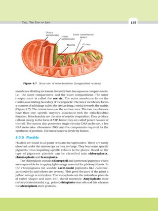 CELL: THE UNIT OF LIFE 135
membrane dividing its lumen distinctly into two aqueous compartments,
i.e., the outer compartment and the inner compartment. The inner
compartment is called the matrix. The outer membrane forms the
continuous limiting boundary of the organelle. The inner membrane forms
a number of infoldings called the cristae (sing.: crista) towards the matrix
(Figure 8.7). The cristae increase the surface area. The two membranes
have their own specific enzymes associated with the mitochondrial
function. Mitochondria are the sites of aerobic respiration. They produce
cellular energy in the form of ATP, hence they are called ‘power houses’ of
the cell. The matrix also possesses single circular DNA molecule, a few
RNA molecules, ribosomes (70S) and the components required for the
synthesis of proteins. The mitochondria divide by fission.
8.5.5 Plastids
Plastids are found in all plant cells and in euglenoides. These are easily
observed under the microscope as they are large. They bear some specific
pigments, thus imparting specific colours to the plants. Based on the
type of pigments plastids can be classified into chloroplasts,
chromoplasts and leucoplasts.
The chloroplasts contain chlorophyll and carotenoid pigments which
are responsible for trapping light energy essential for photosynthesis. In
the chromoplasts fat soluble carotenoid pigments like carotene,
xanthophylls and others are present. This gives the part of the plant a
yellow, orange or red colour. The leucoplasts are the colourless plastids
of varied shapes and sizes with stored nutrients: Amyloplasts store
carbohydrates (starch), e.g., potato; elaioplasts store oils and fats whereas
the aleuroplasts store proteins.
Outer
membrane
Inner
membrane
Matrix Crista
Figure 8.7 Structure of mitochondrion (Longitudinal section)
Inter-membrane
space
 