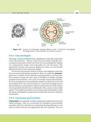 CELL: THE UNIT OF LIFE 137
8.5.8 Cilia and Flagella
Cilia (sing.: cilium) and flagella (sing.: flagellum) are hair-like outgrowths
of the cell membrane. Cilia are small structures which work like oars,
causing the movement of either the cell or the surrounding fluid. Flagella
are comparatively longer and responsible for cell movement. The
prokaryotic bacteria also possess flagella but these are structurally
different from that of the eukaryotic flagella.
The electron microscopic study of a cilium or the flagellum show that
they are covered with plasma membrane. Their core called the axoneme,
possesses a number of microtubules running parallel to the long axis.
The axoneme usually has nine pairs of doublets of radially arranged
peripheral microtubules, and a pair of centrally located microtubules.
Such an arrangement of axonemal microtubules is referred to as the 9+2
array (Figure 8.9). The central tubules are connected by bridges and is
also enclosed by a central sheath, which is connected to one of the tubules
of each peripheral doublets by a radial spoke. Thus, there are nine radial
spokes. The peripheral doublets are also interconnected by linkers. Both
the cilium and flagellum emerge from centriole-like structure called the
basal bodies.
8.5.9 Centrosome and Centrioles
Centrosome is an organelle usually containing two cylindrical structures
called centrioles. They are surrounded by amorphous pericentriolar
materials. Both the centrioles in a centrosome lie perpendicular to each
other in which each has an organisation like the cartwheel. They are
Plasma
membrane
Peripheral
microtubules
(doublets)
Interdoublet
bridge
Central
microtubleRadial
spoke
Central
sheath
Figure 8.9 Section of cilia/flagella showing different parts : (a) Electron micrograph
(b) Diagrammatic representation of internal structure
(a) (b)
 