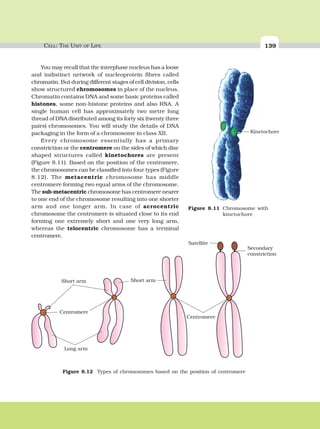 CELL: THE UNIT OF LIFE 139
Kinetochore
Figure 8.11 Chromosome with
kinetochore
Centromere
Centromere
Secondary
constriction
Satellite
Short armShort arm
Long arm
Figure 8.12 Types of chromosomes based on the position of centromere
You may recall that the interphase nucleus has a loose
and indistinct network of nucleoprotein fibres called
chromatin. But during different stages of cell division, cells
show structured chromosomes in place of the nucleus.
Chromatin contains DNA and some basic proteins called
histones, some non-histone proteins and also RNA. A
single human cell has approximately two metre long
thread of DNA distributed among its forty six (twenty three
pairs) chromosomes. You will study the details of DNA
packaging in the form of a chromosome in class XII.
Every chromosome essentially has a primary
constriction or the centromere on the sides of which disc
shaped structures called kinetochores are present
(Figure 8.11). Based on the position of the centromere,
the chromosomes can be classified into four types (Figure
8.12). The metacentric chromosome has middle
centromere forming two equal arms of the chromosome.
The sub-metacentric chromosome has centromere nearer
to one end of the chromosome resulting into one shorter
arm and one longer arm. In case of acrocentric
chromosome the centromere is situated close to its end
forming one extremely short and one very long arm,
whereas the telocentric chromosome has a terminal
centromere.
 