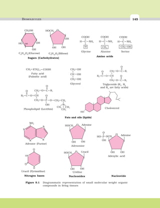 BIOMOLECULES 145
HO
Cholesterol
O
O
O
O
O
O
R3
R1
R2
C
C
C CH
CH2
CH2
O
N
O
O
O
O
OH
O
O
R1
R2
P
C
C CH
CH2 CH2 CH2
CH3
CH3 CH3
CH2
Phospholipid (Lecithin)
Fats and oils (lipids)
(CH )2 14CH3 COOH OHCH2
OHCH
OHCH2
Fatty acid
(Palmitic acid)
Glycerol Triglyceride (R1
, R2
and R3
are fatty acids)
Nitrogen bases
OHOH
AdenineO
OCH2PHO
OH
O
Adenylic acid
Nucleotide
OHOH
HOCH2
AdenineO
OHOH
HOCH2
UracilO
Adenosine
Uridine
Nucleosides
OH
OHOH
HOCH2
O
OH
OH
HO OH
CH OH2
O
C6
H12
O6
(Glucose) C5
H10
O5
(Ribose)
Sugars (Carbohydrates)
CH
H
COOH
NH2 CH
CH3
COOH
NH2 CH
OHCH2
COOH
NH2
SerineGlycine
Amino acids
Alanine
Figure 9.1 Diagrammatic representation of small molecular weight organic
compounds in living tissues
NH2
N
N
N N
O
O
HN
N
H
Adenine (Purine)
Uracil (Pyrimidine)
 